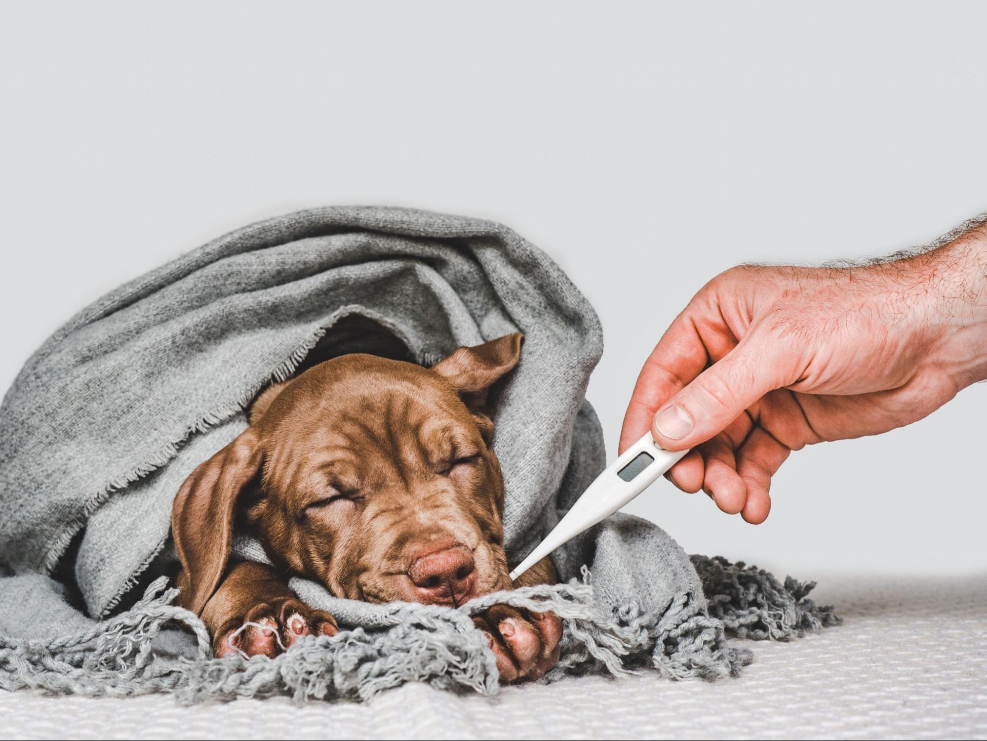 166. AI - canine-distemper-symptoms-1