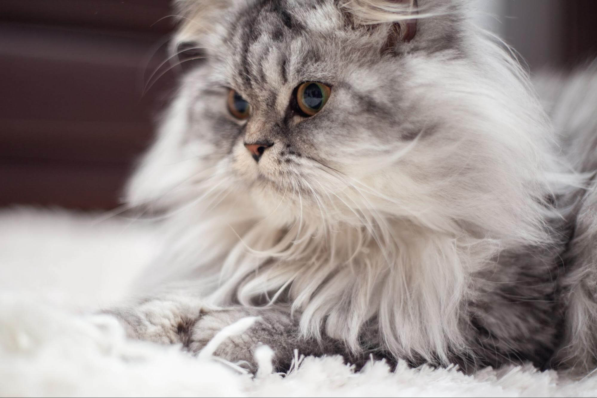 311. AI - cat-hair-allergy-relief-1
