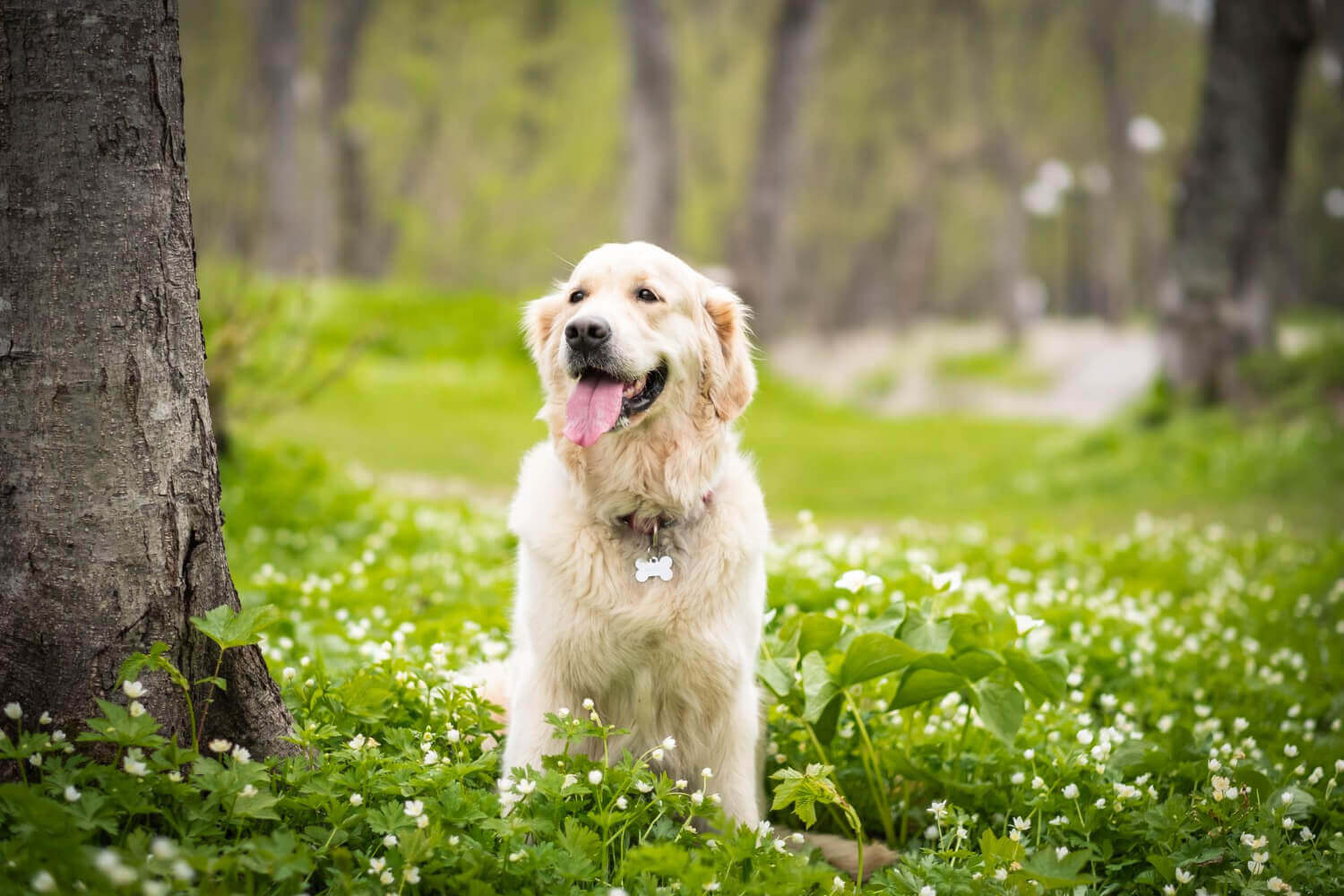 19. golden-retriever-guide-1