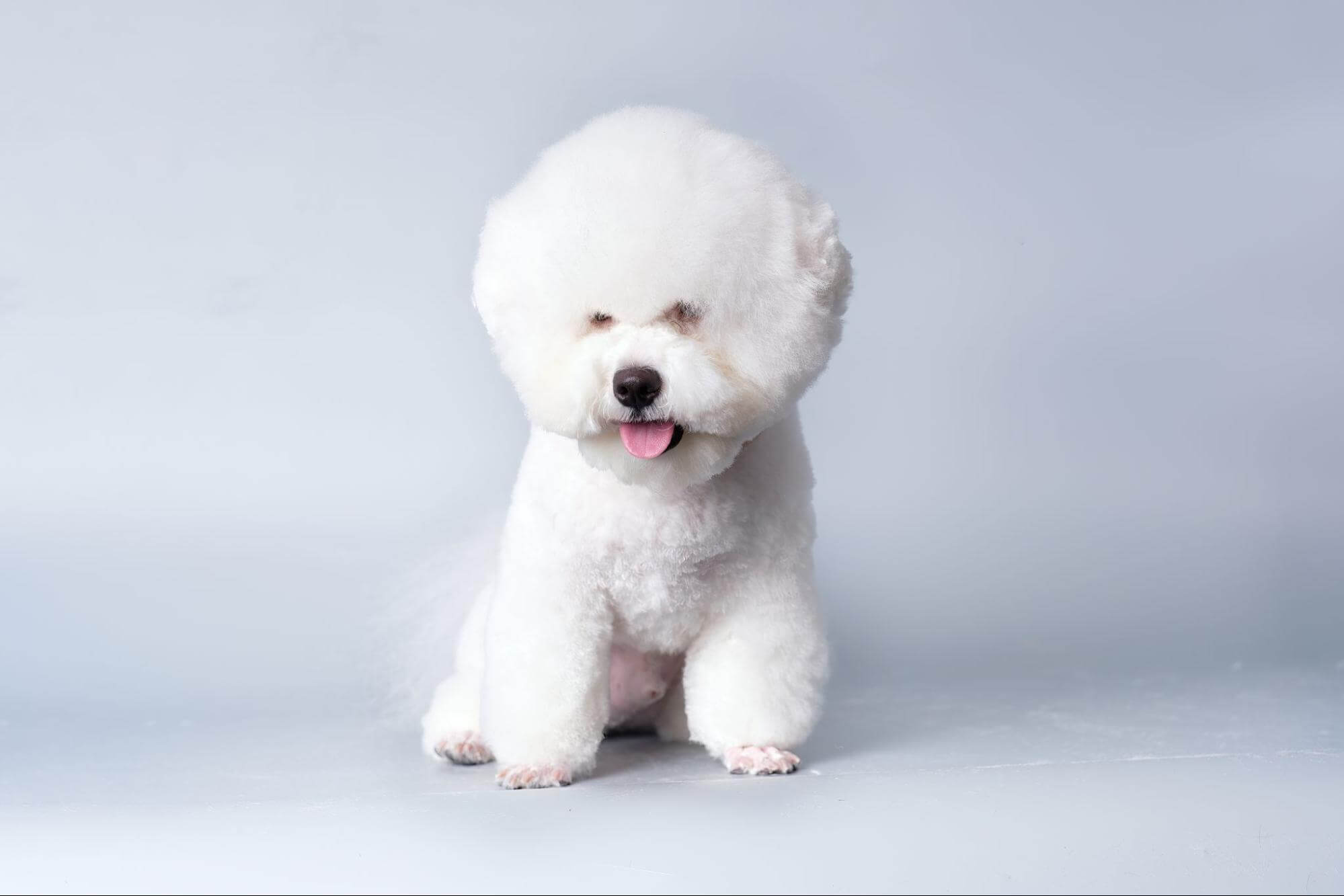 251. AI - bichon-frise-intelligence-1