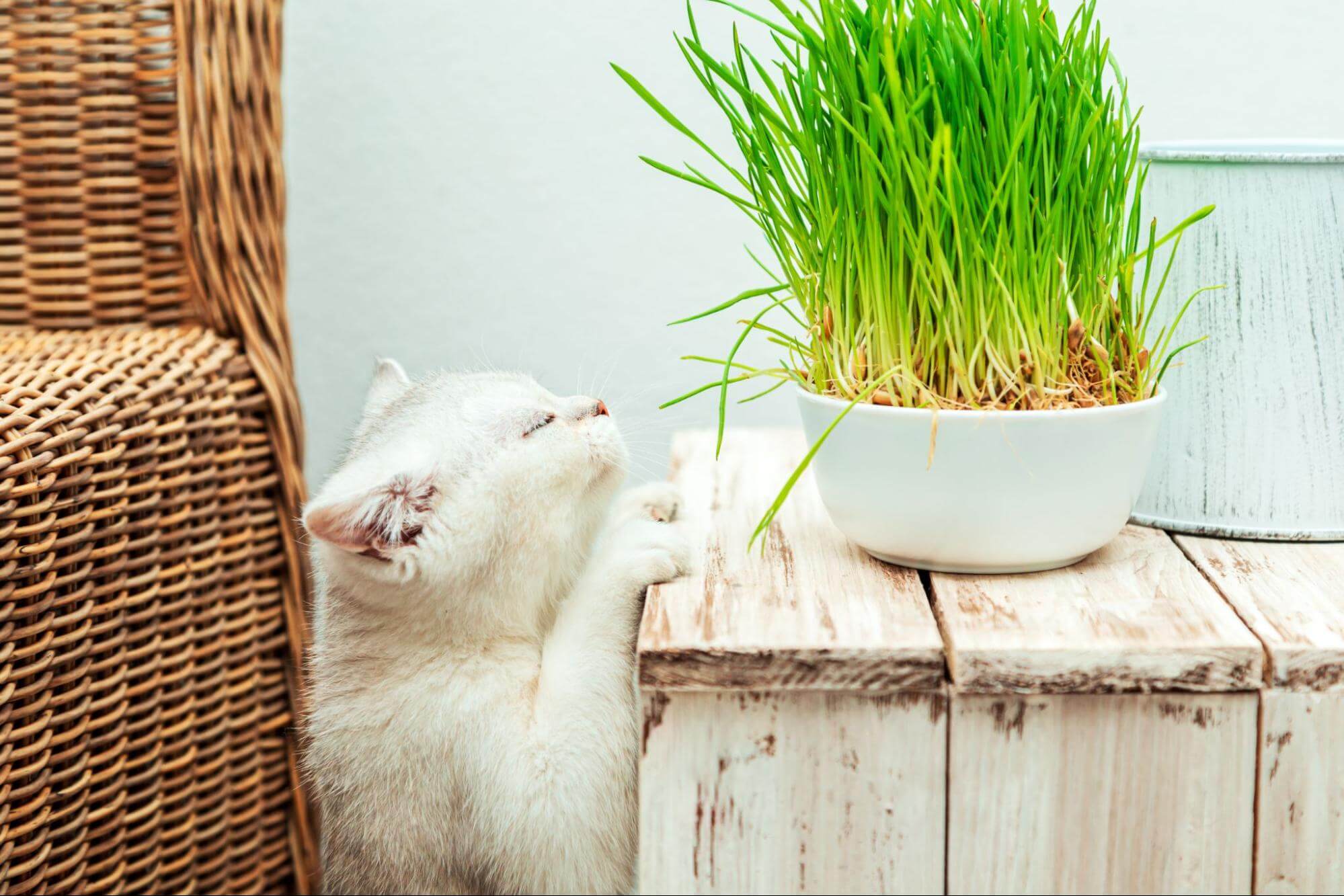 262. AI - how-to-grow-cat-grass-1