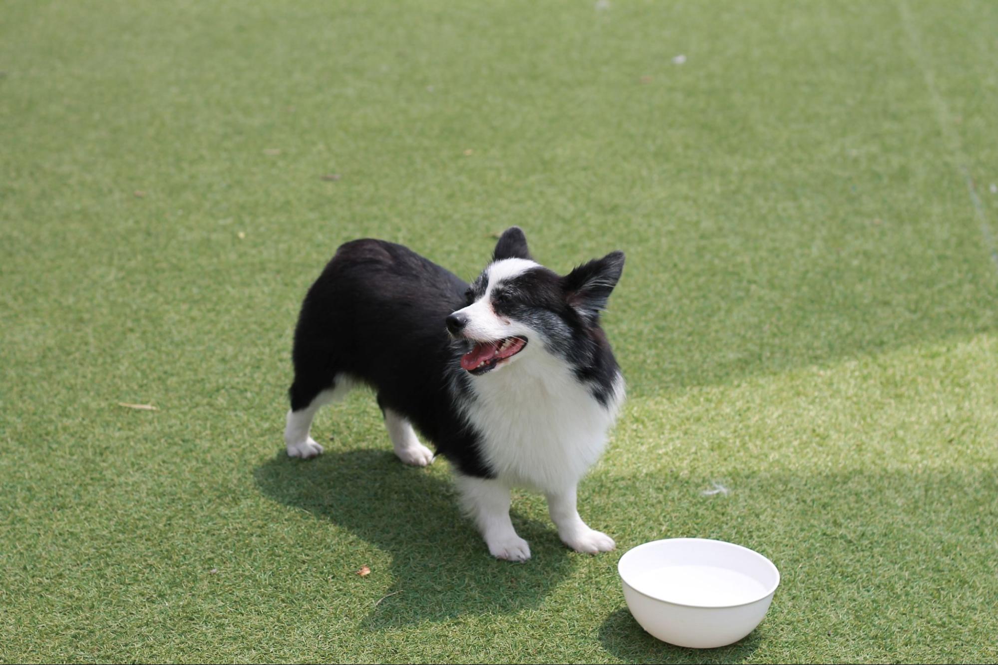 狗狗乖巧站在寵物碗前等待食物