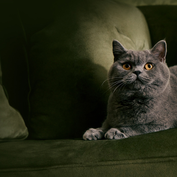 Rescue cat