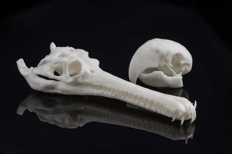 Bones printed in SOMOS resin
