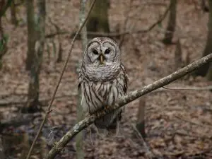 barred-owl-541173_1920-1024x768.jpg