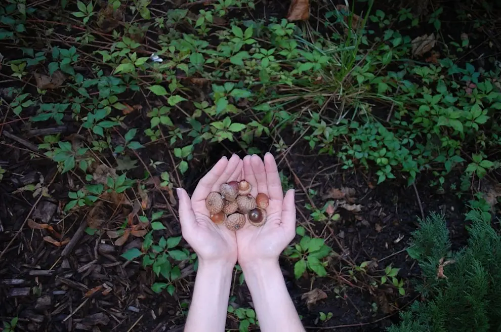hands-holding-acorns-1024x679.jpg