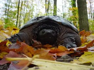 snappingturtle-300x225 (1).jpg