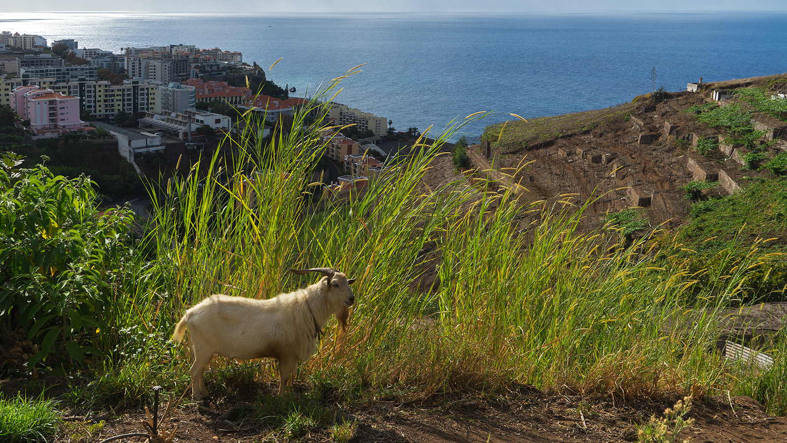 Goat at Levada dos Piornais