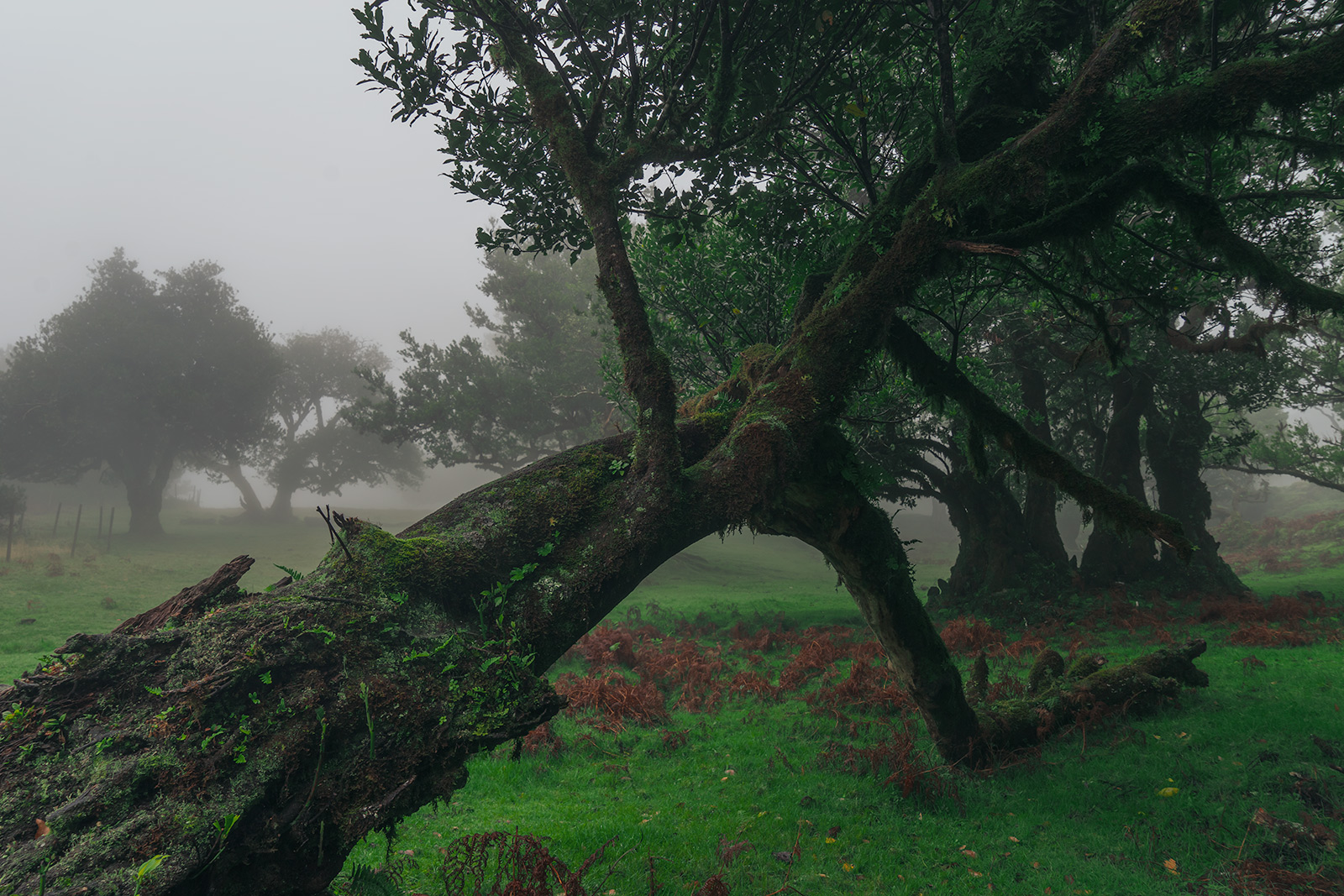 Fanal Forest, Madeira