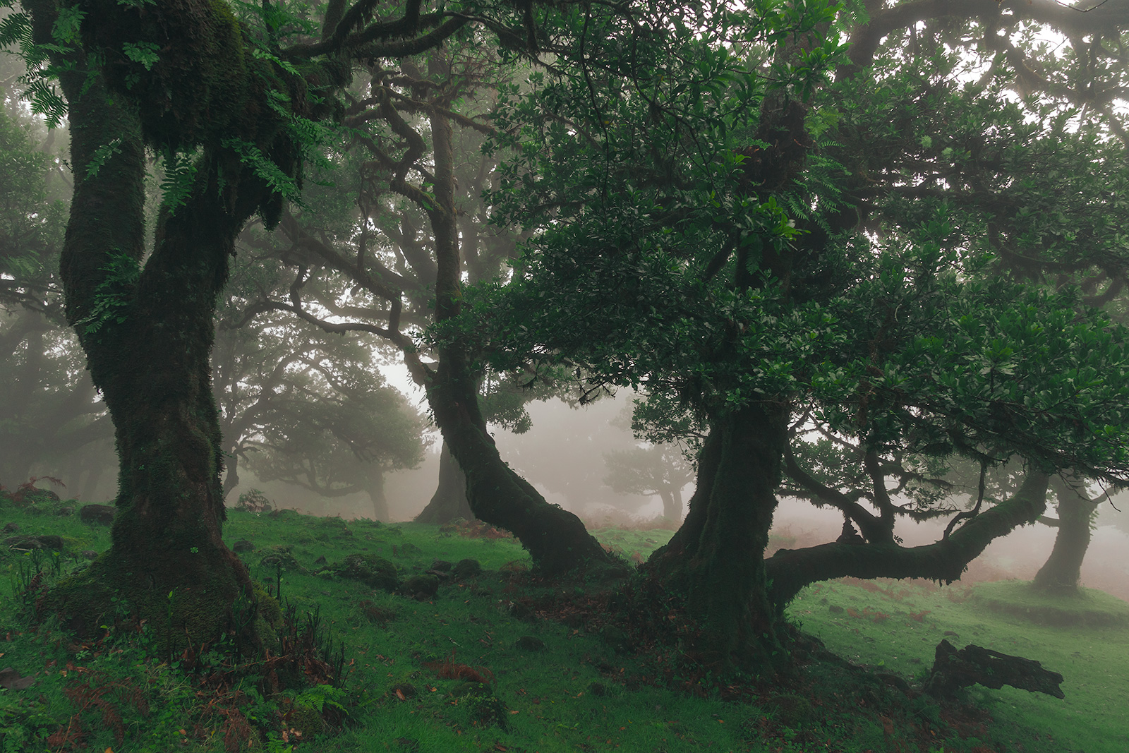 Fanalin metsä sumussa Madeiralla