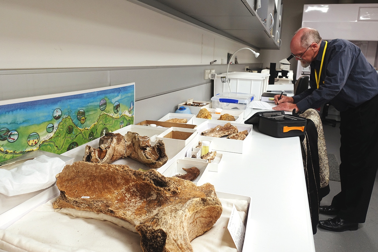 A researcher labels some bones on a long table