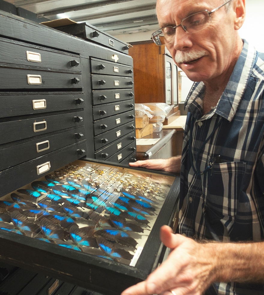 Researcher pulls out one of many archival drawers, revealing a collection of ulysses butterflies. 