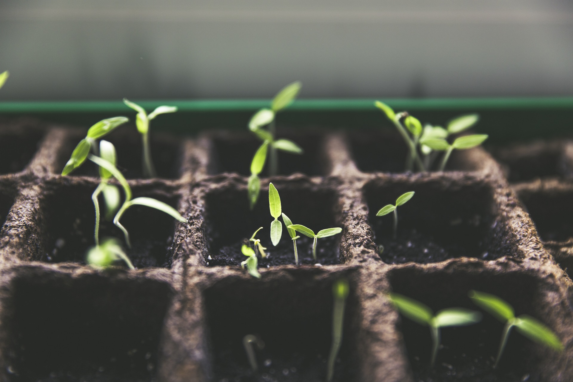 2019-04-07-plants-growing