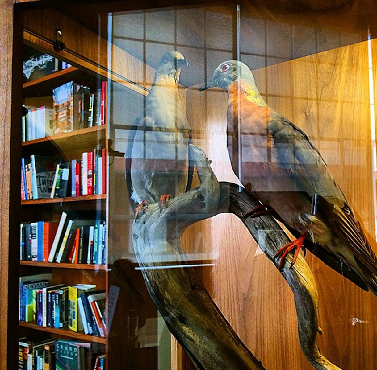 A display case from the Long Now Foundation's Interval Cafe in San Francisco, featuring the extinct passenger pigeon and a collection of books to help humanity rebuild in the event of catastrophe. Photo: Tamara Kneese.