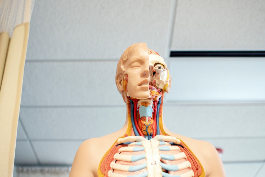 A photo of a human anatomical model.