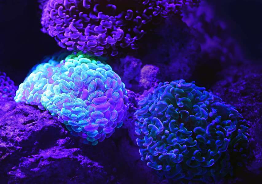 A photograph of glowing soft corals. 