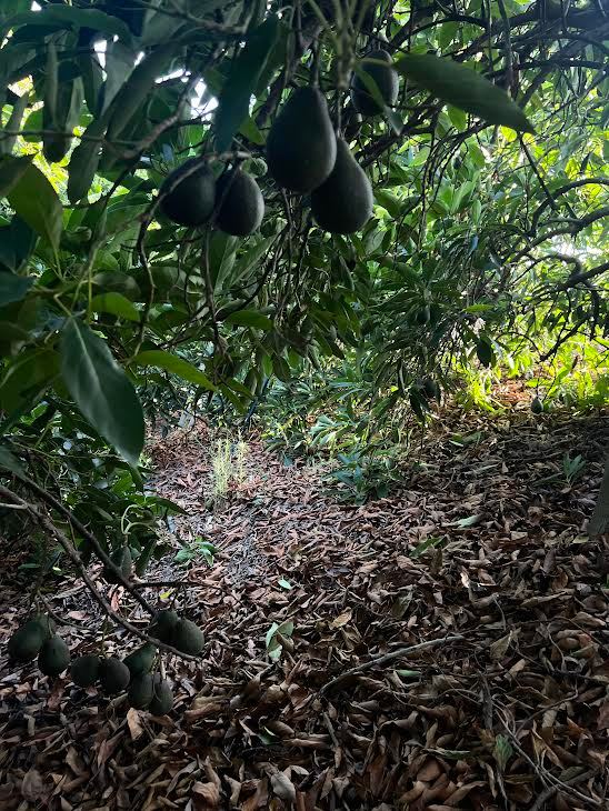A cluster of avocados hang from Amo’s trees at his farm in Southern California. Photo: Hanna Barakat, 2024.