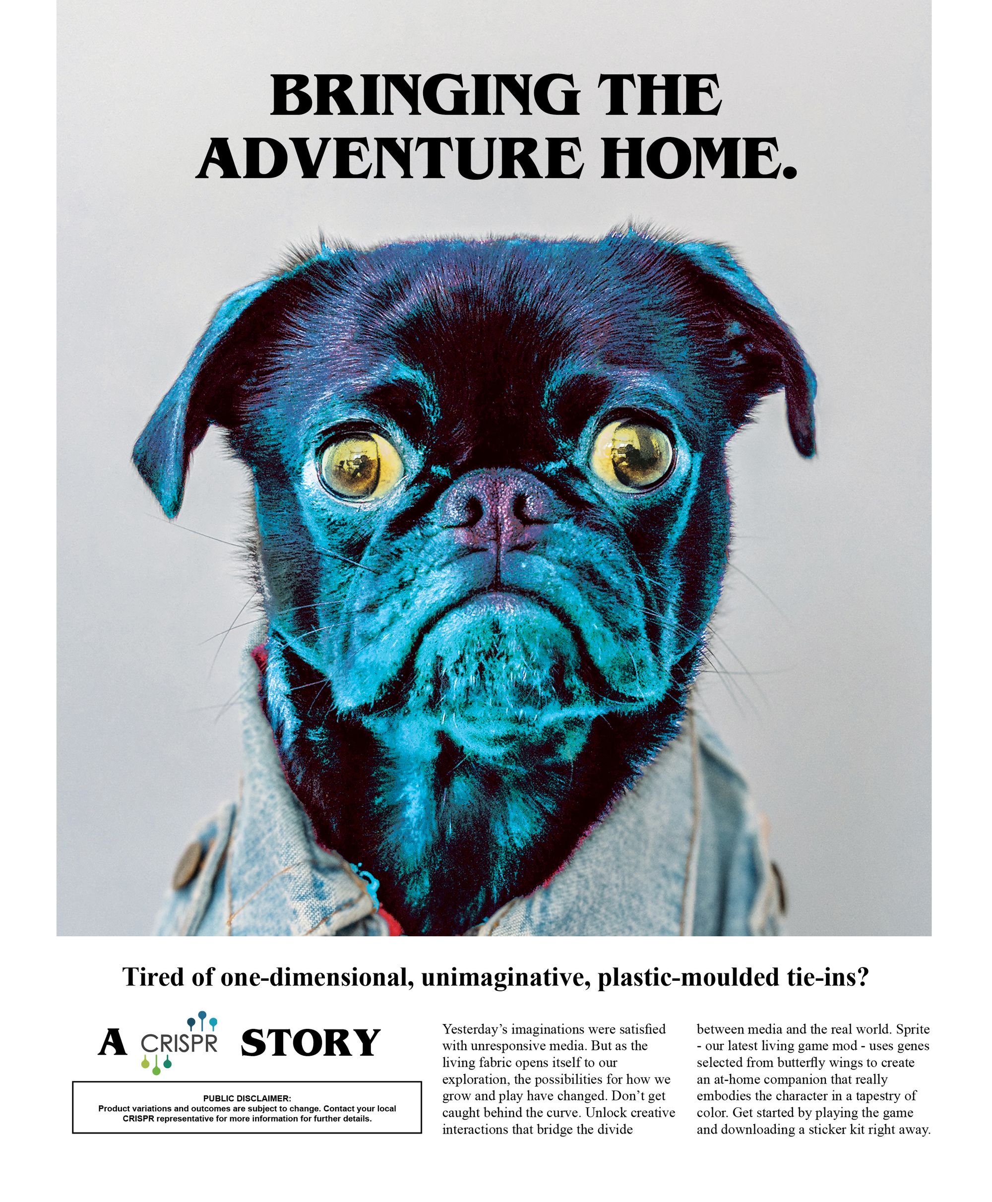 An ad with a technicolor photo of a pug staring straight at the reader, with text "Bringing the adventure home." at the top.