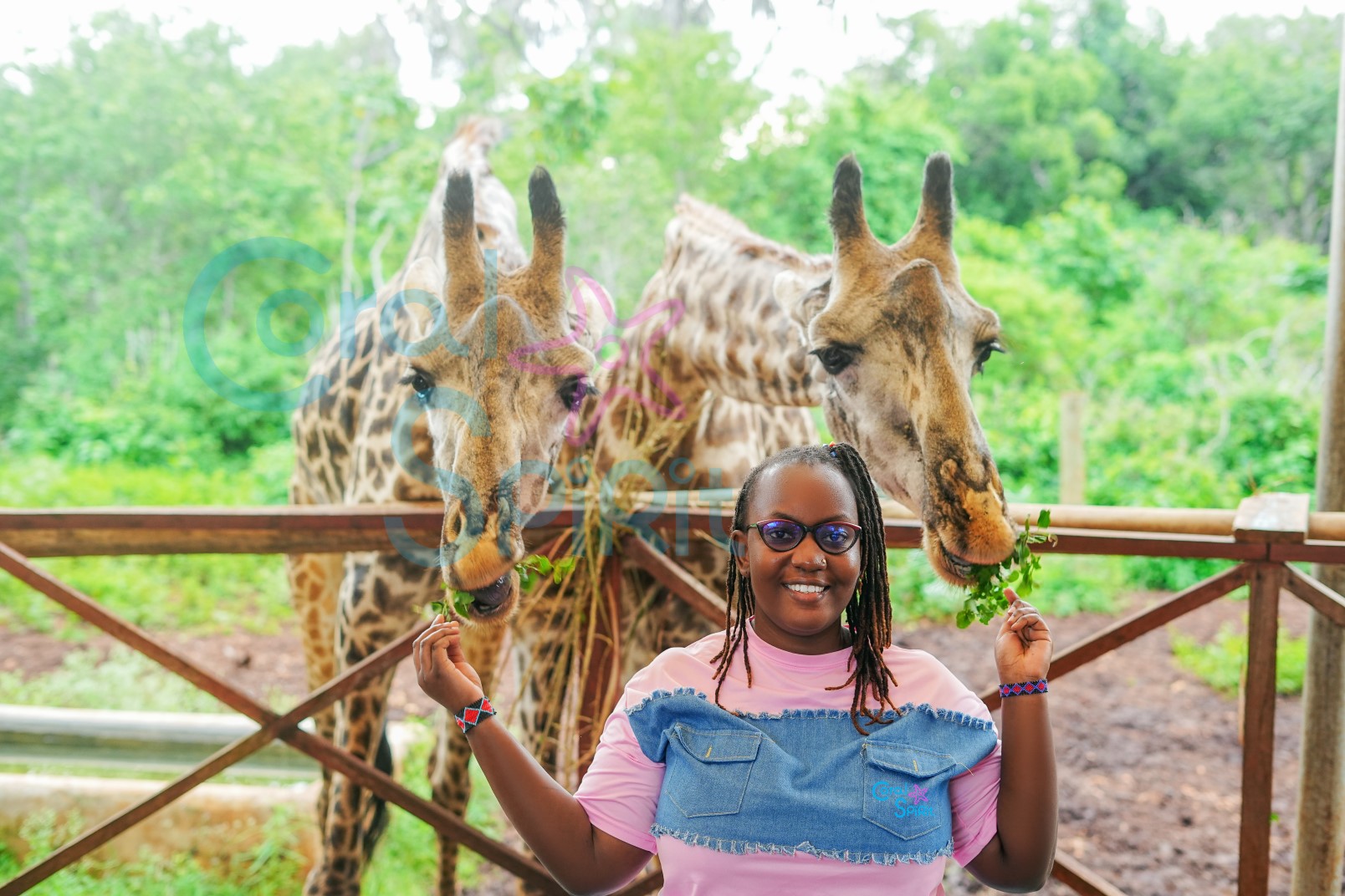 A Day With the Giraffes in Diani