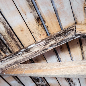 A wooden ceiling with exposed beams shows visible mold growth, dark stains and moisture damage along the wood planks and support beam.