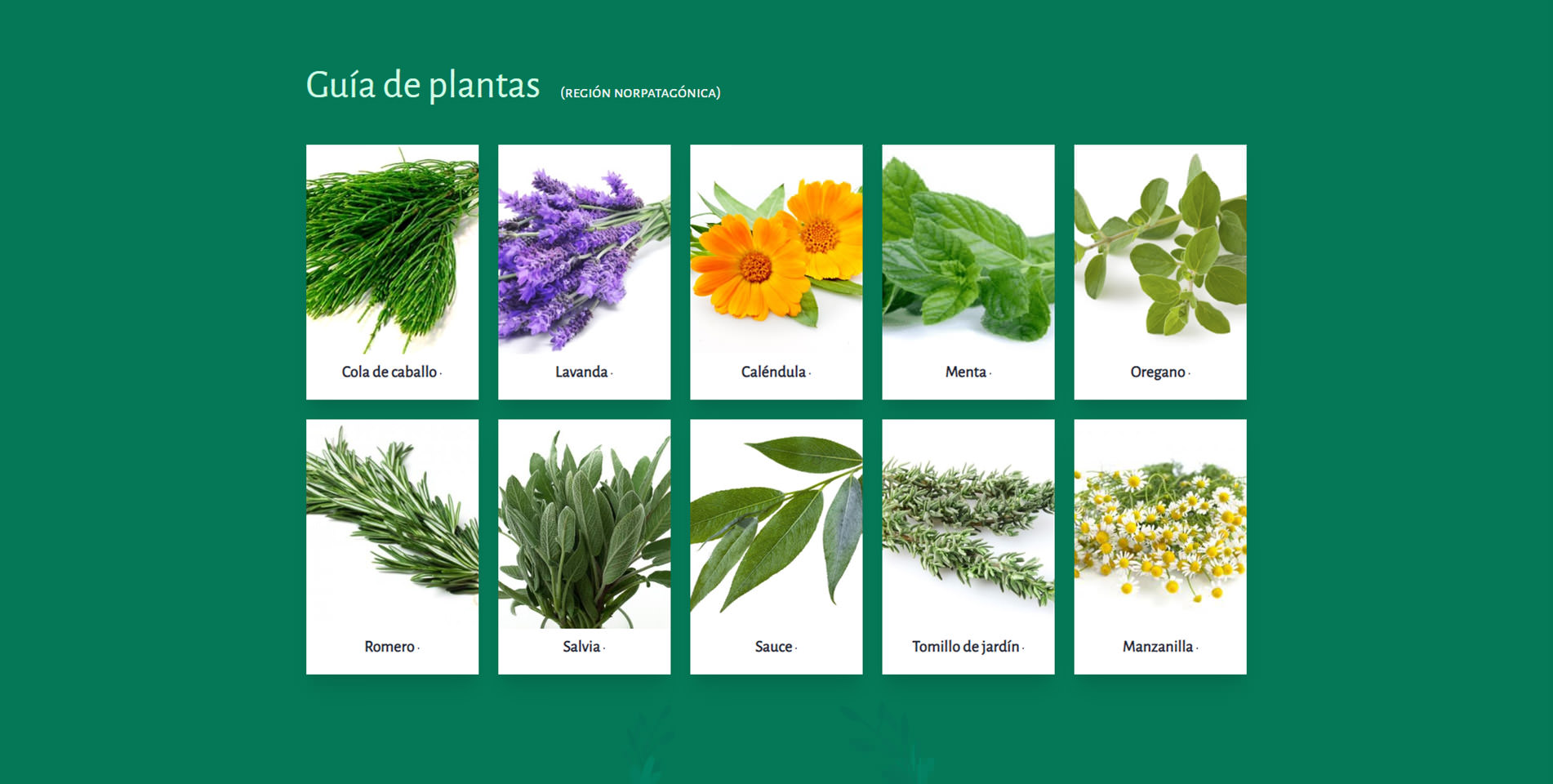 germinacion-guia-plantas