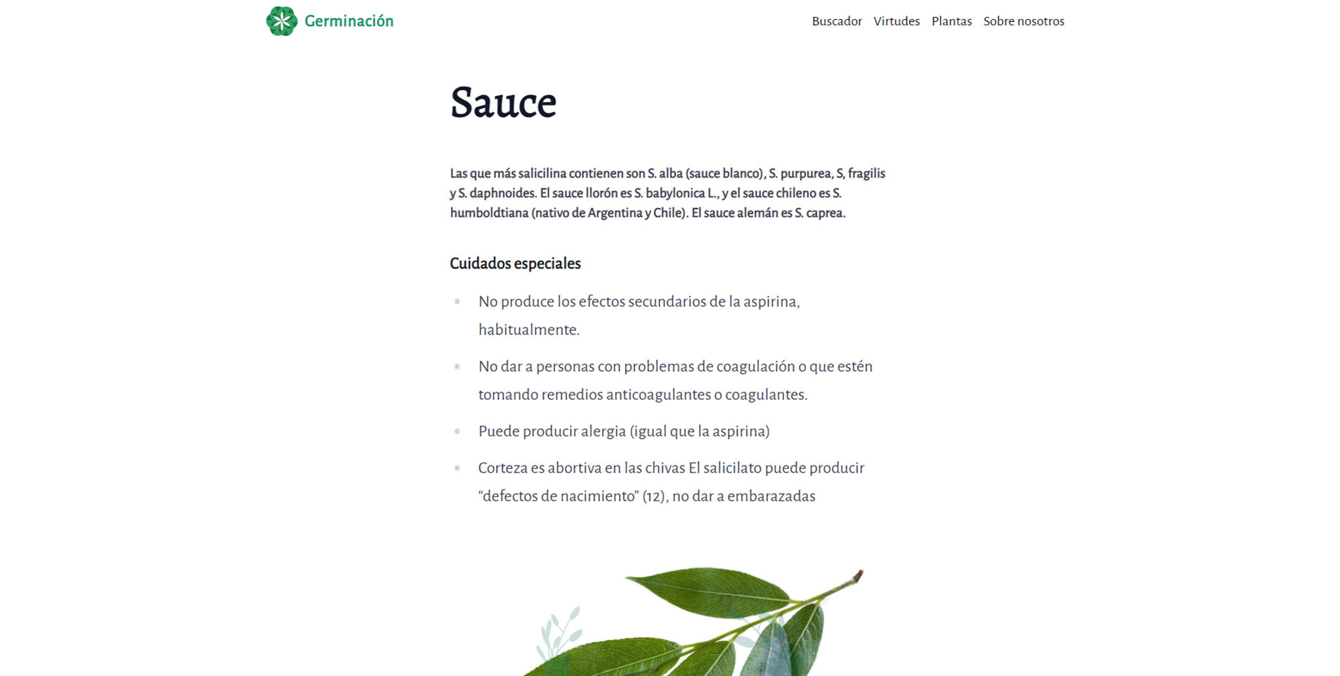 germinacion-single-planta