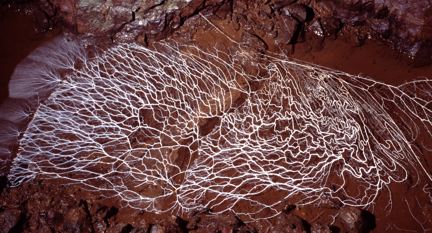 Neural network of Cave Mycelium