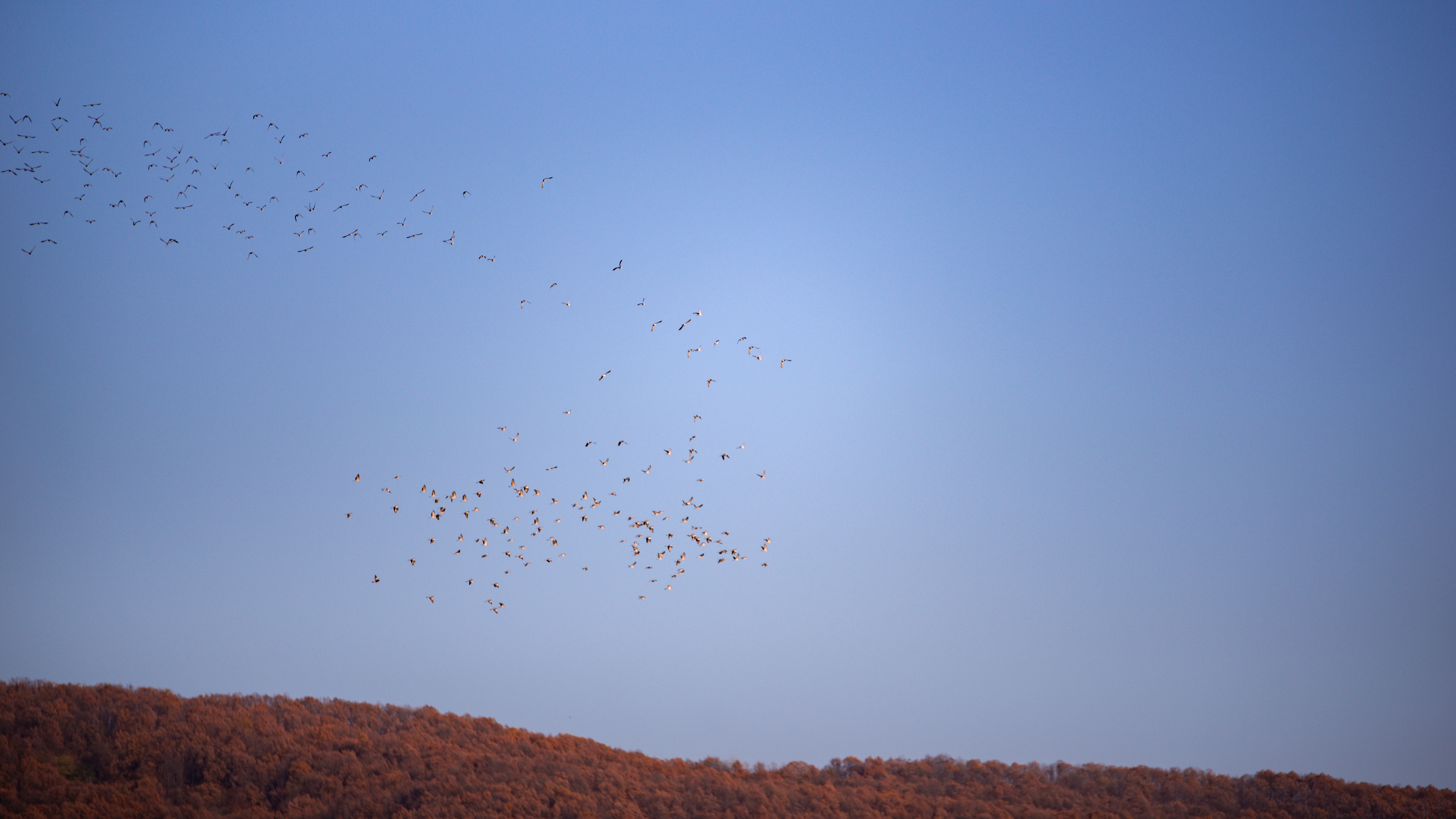 birds in flight