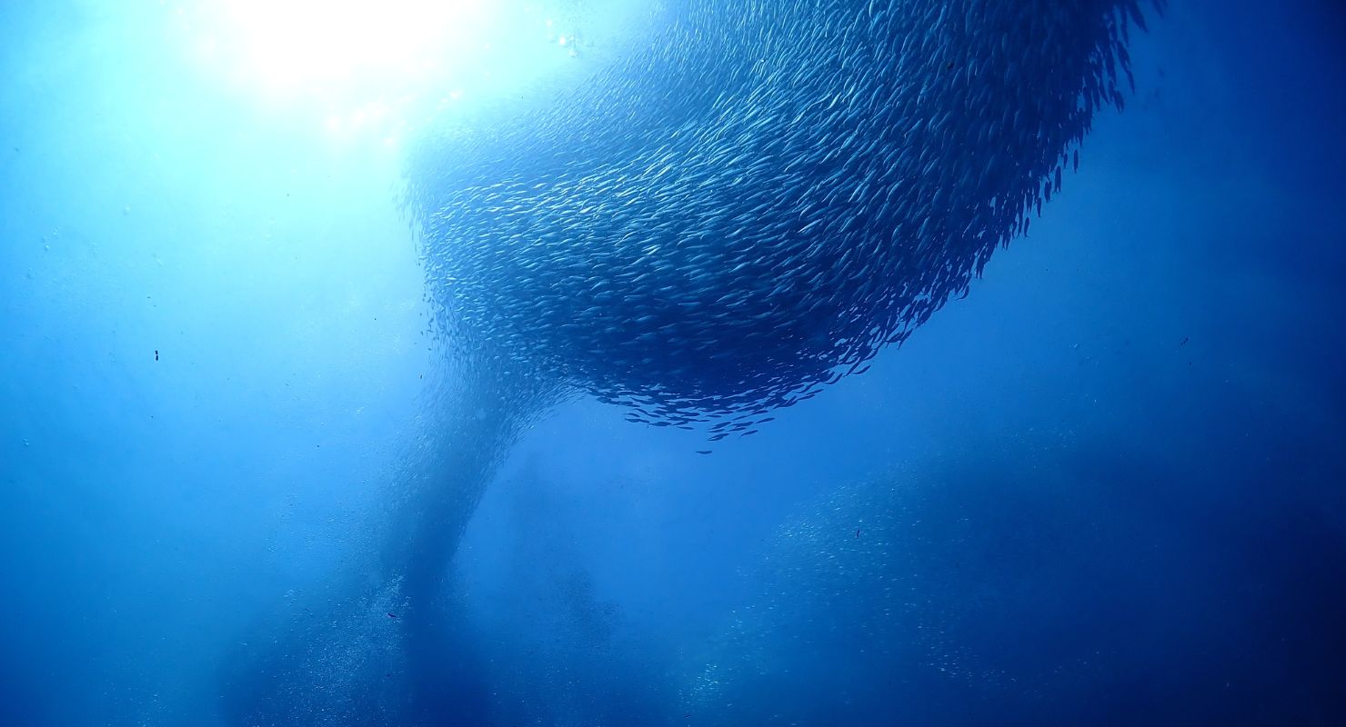 school of fish