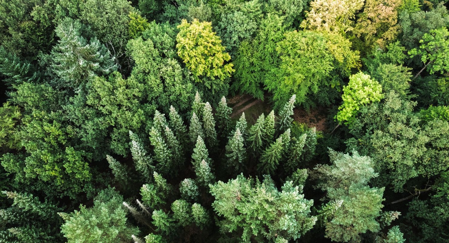 pine forest