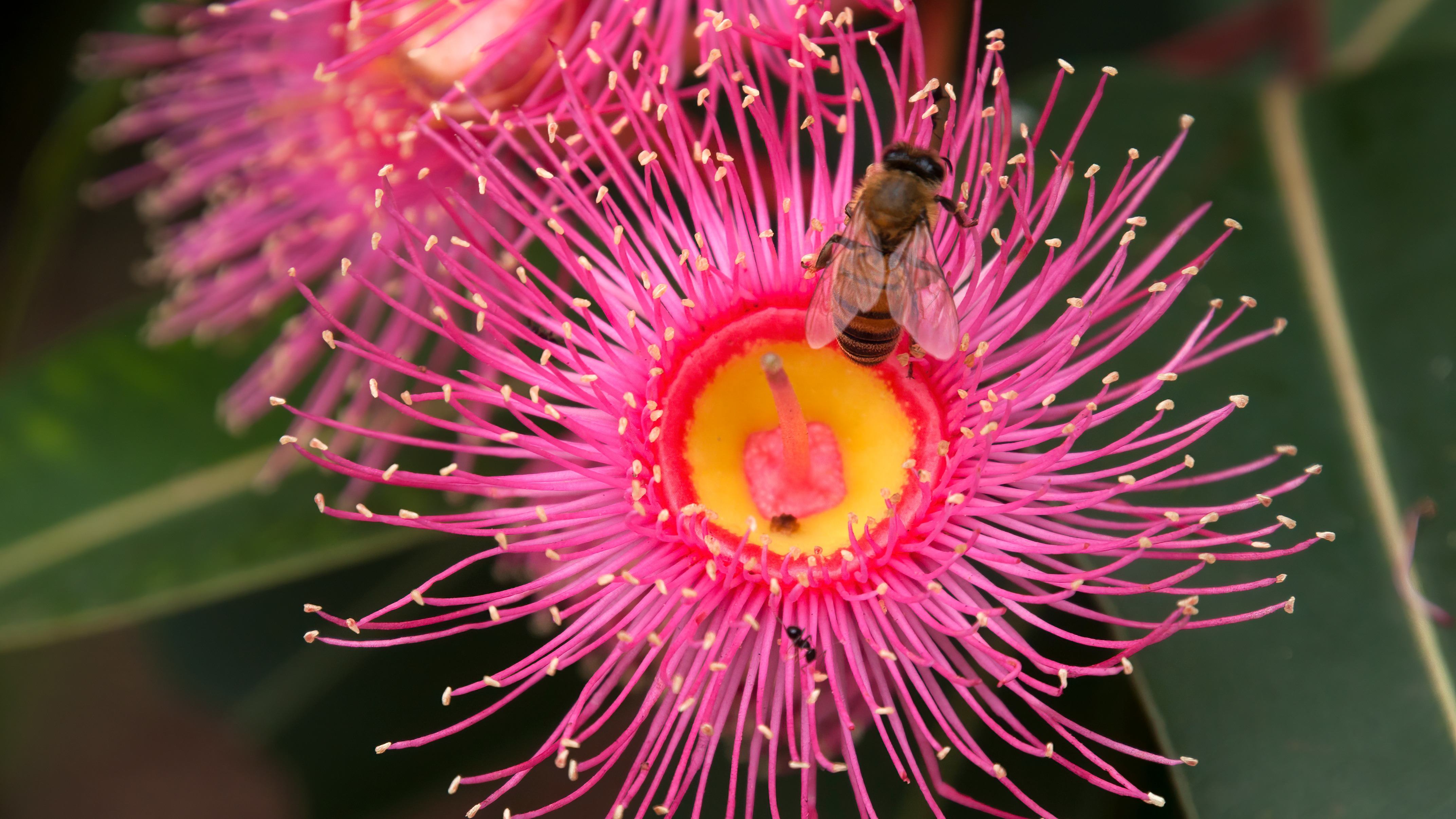 Pink flowering gum tree with bee