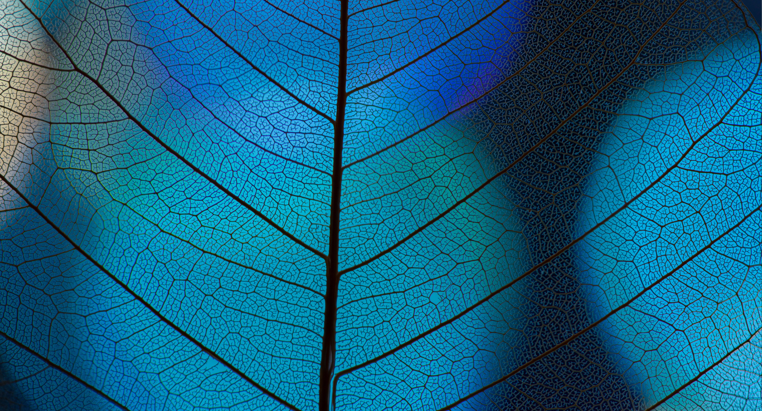 Leaf veins