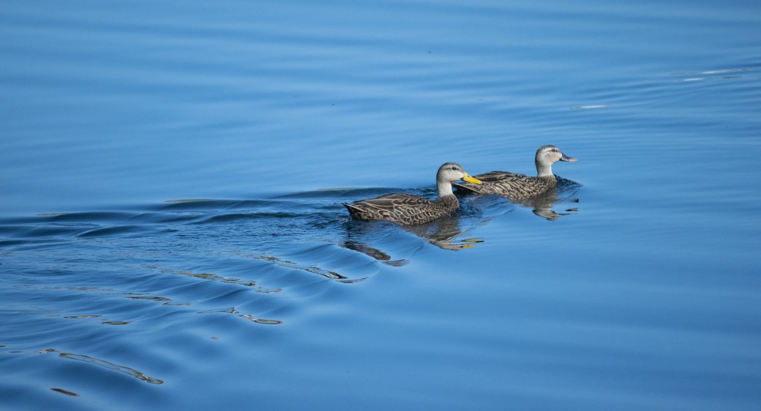 ducks in a pond