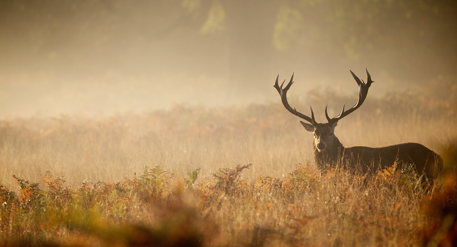 Red deer stag silhouette in the mist