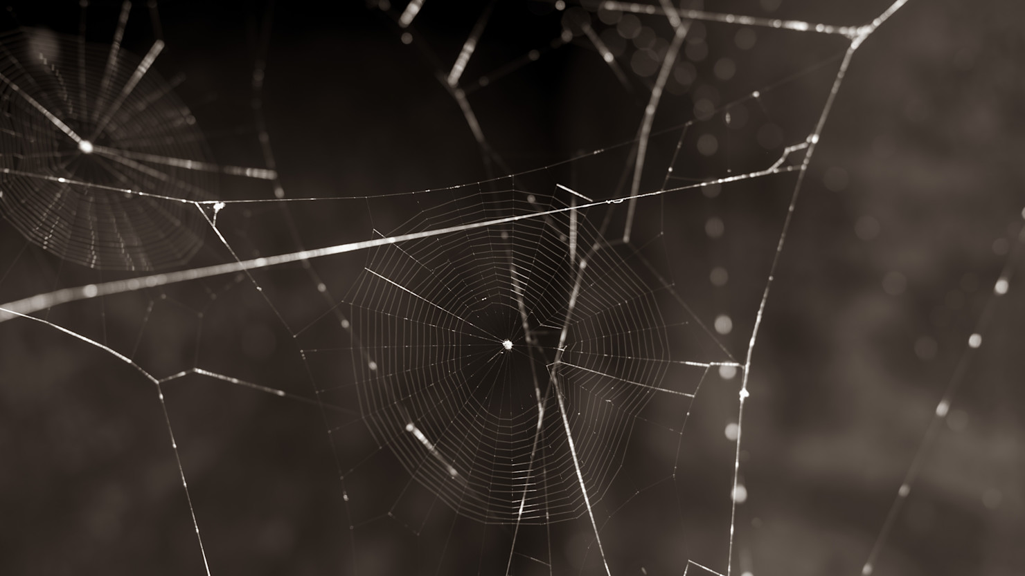 Spider web