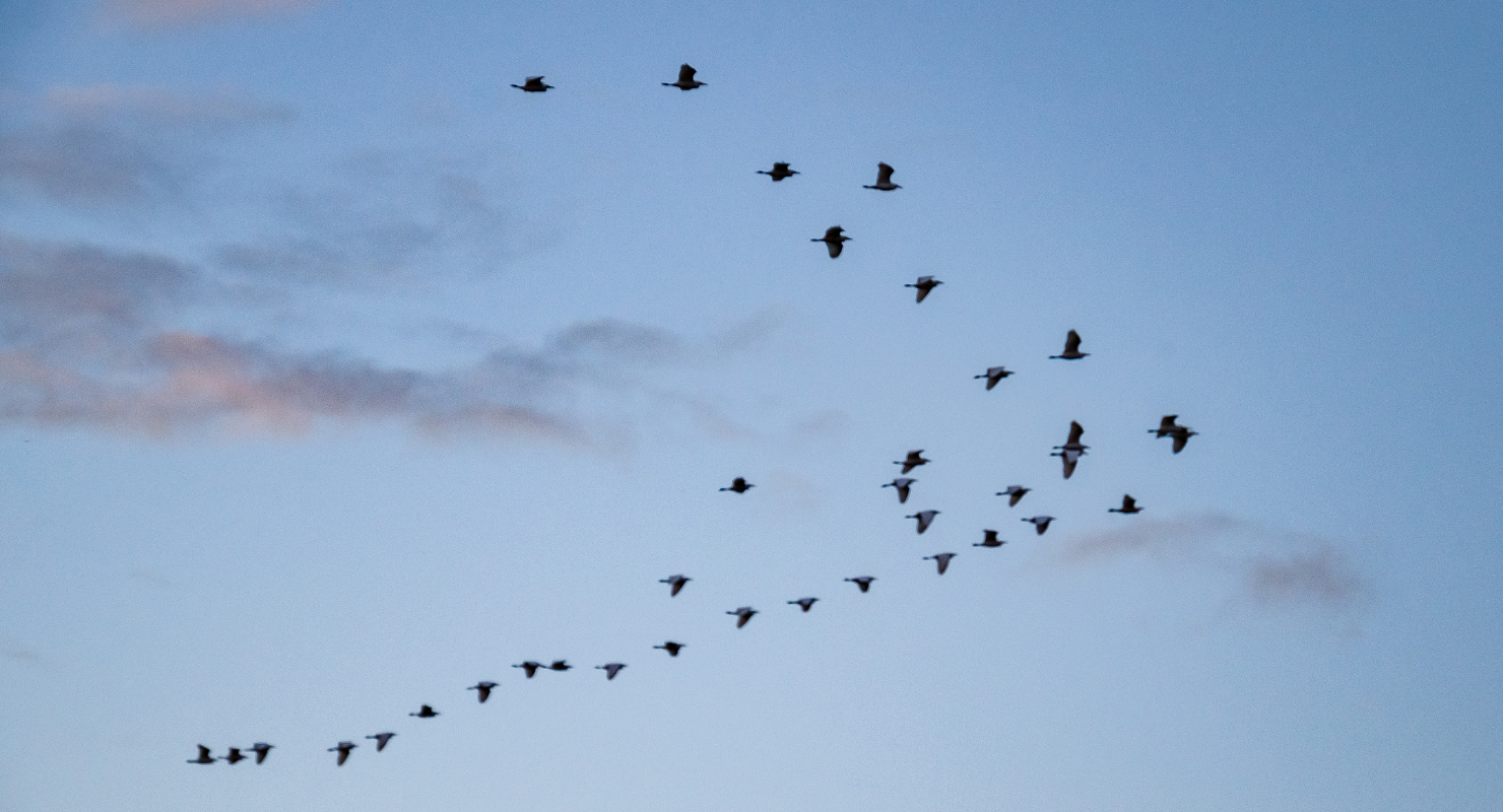 Birds in formation