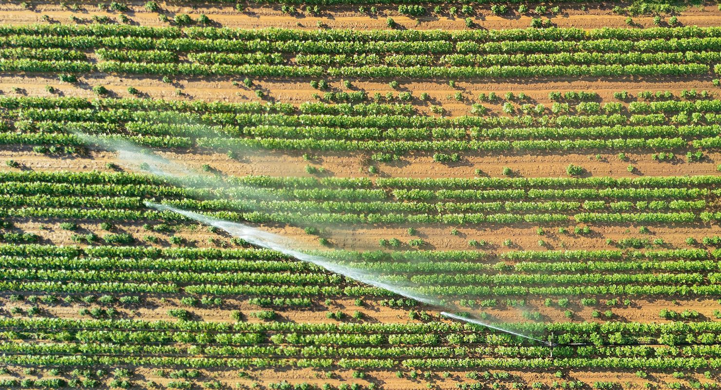 crops