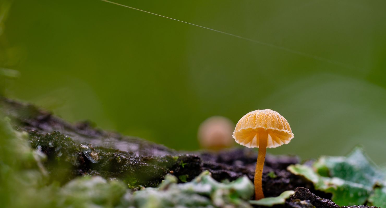 little baby mushroom