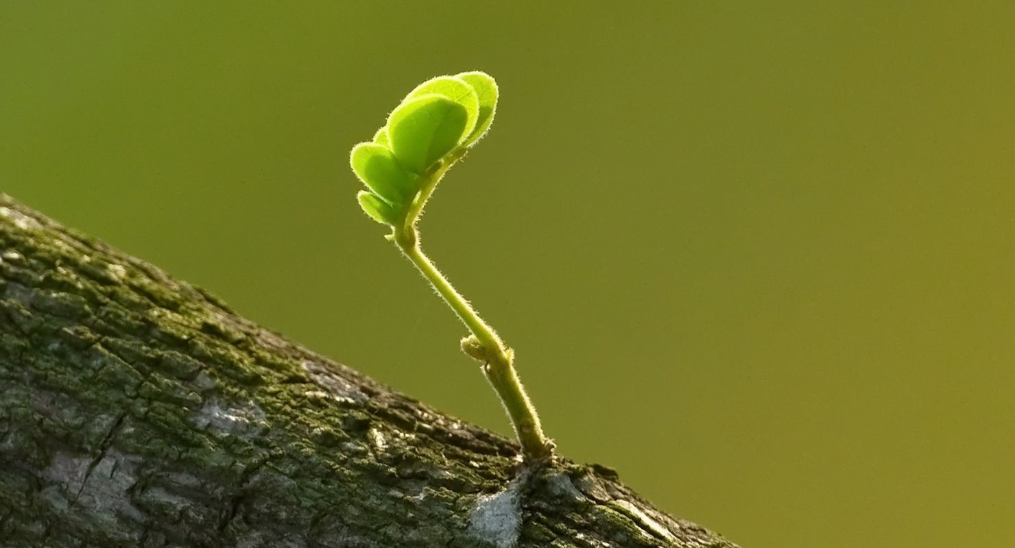 green tree stem