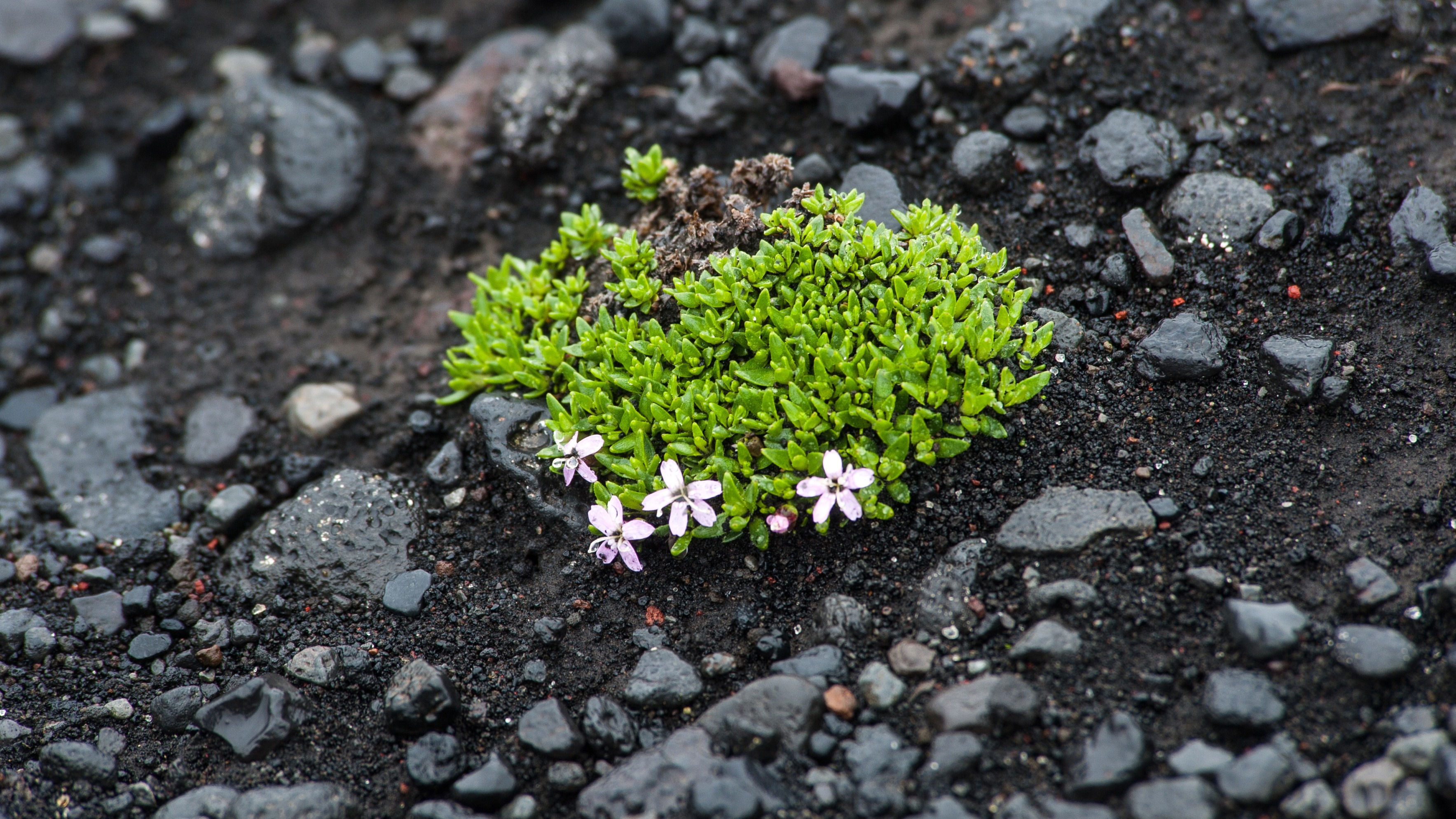 Lava plant growing