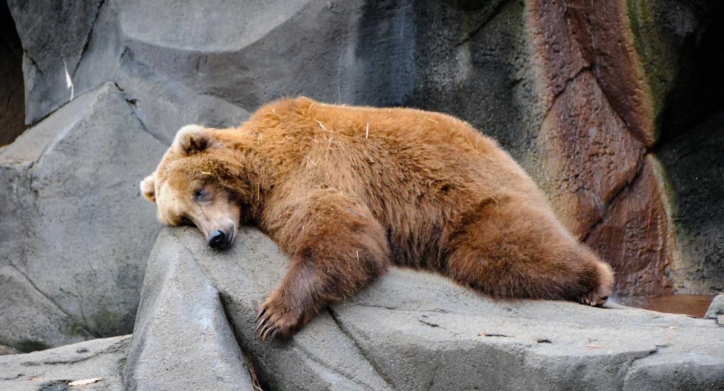 Bear sleeping