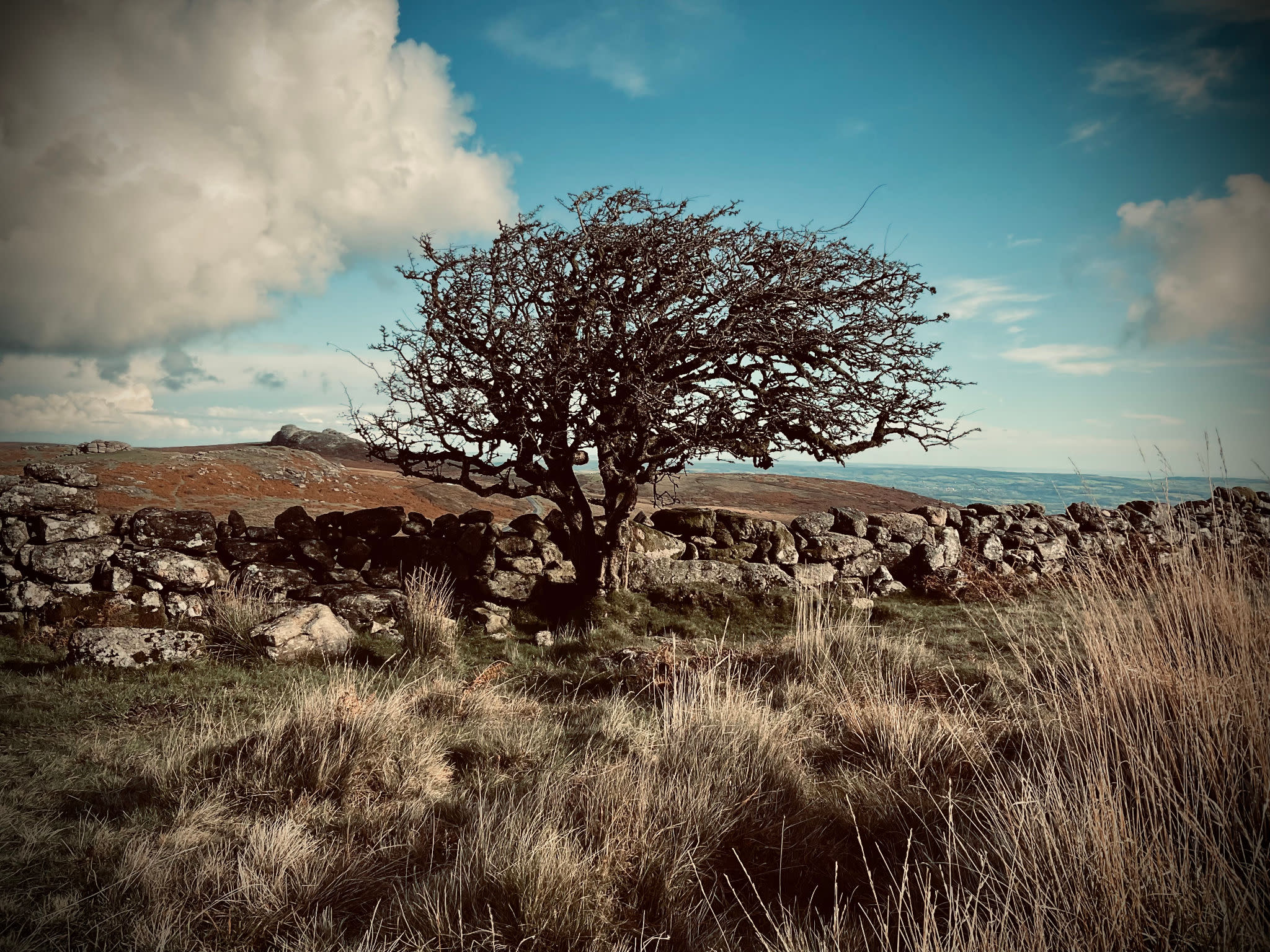 A tree standing next to a stone wall