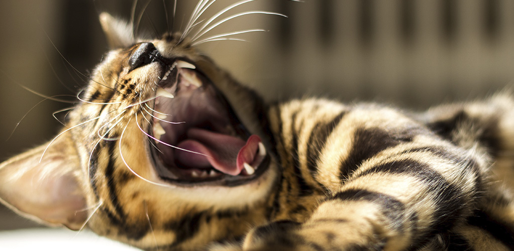 <p>Cat yawning</p>
