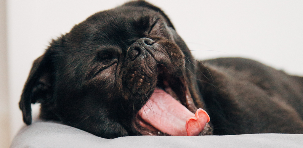 <html><head></head><body><p>Business energy is boring, which is why this dog is yawning</p></body></html>