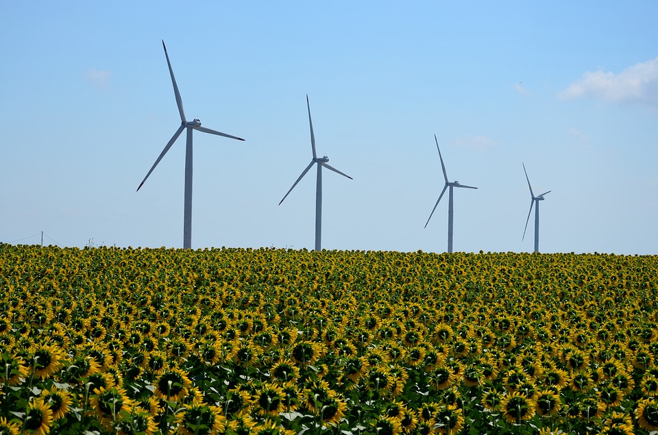 Windmill Sunflowers Banner