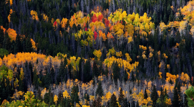A forest of pines and aspen trees