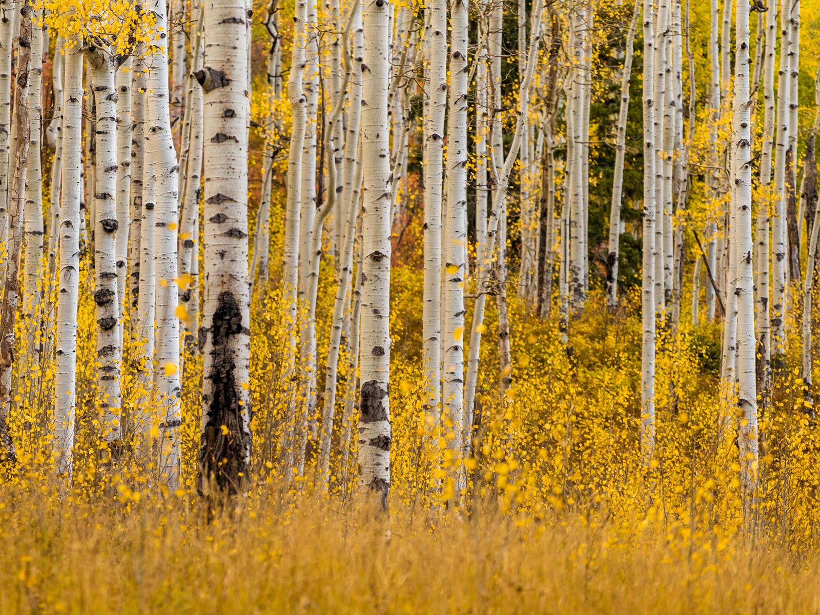 Yellow aspens in the forest during the fall