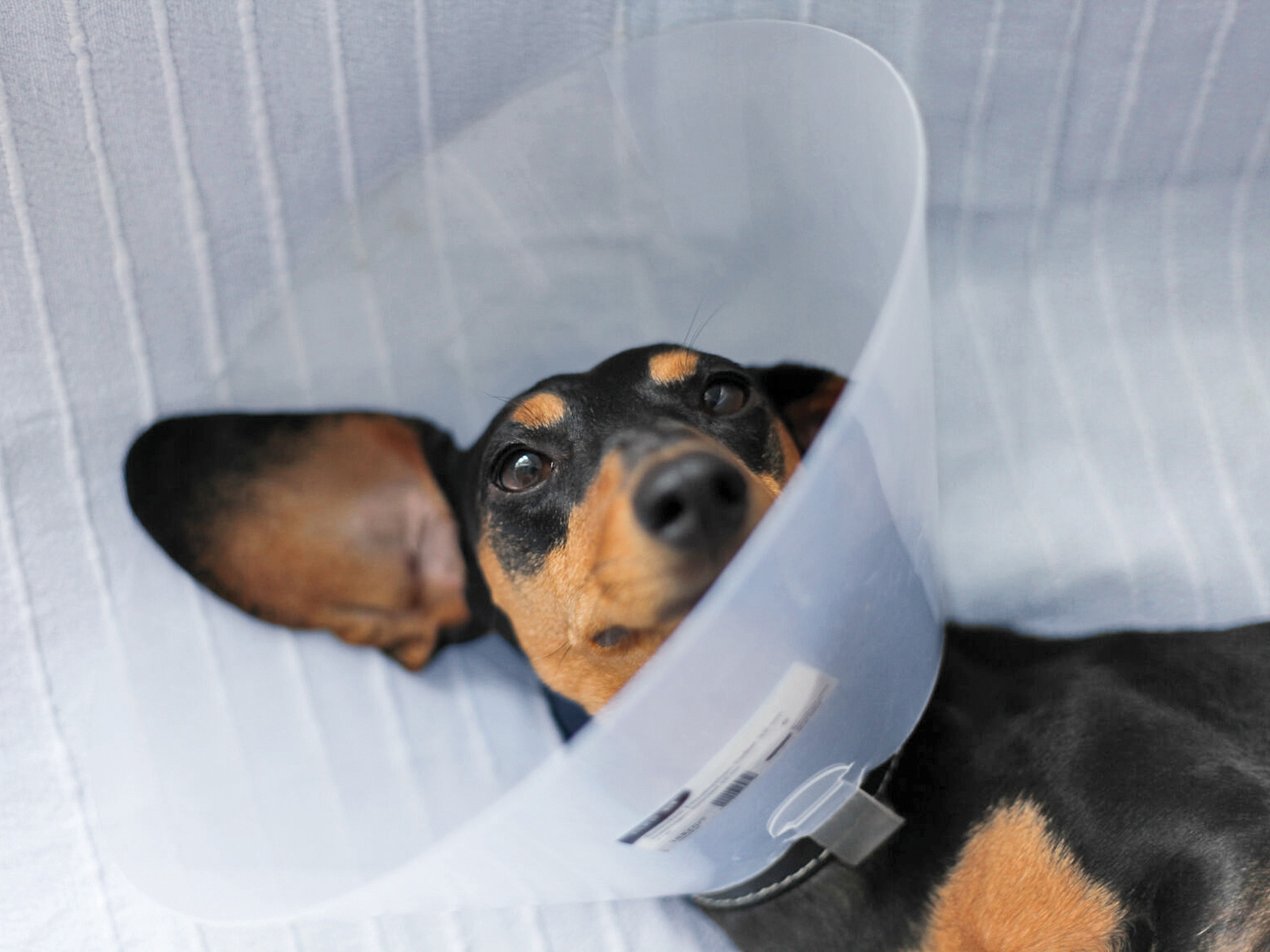 Dachsund wearing a cone post-medical procedure