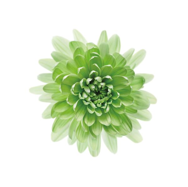 Chrysanthemum TopView