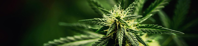 RFID Keeps your Top Selling Cannabis in-stock